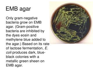 EMB agar