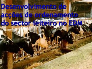 Desenvolvimento de acções de ordenamento do sector leiteiro no EDM