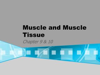 Muscle and Muscle Tissue