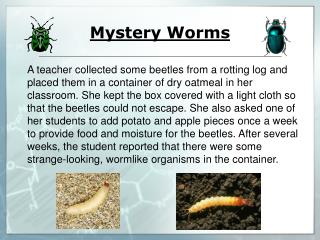 Mystery Worms