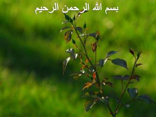 بسم الله الرحمن الرحیم