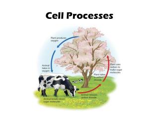 Cell Processes