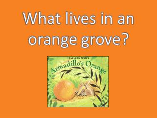 What lives in an orange grove?