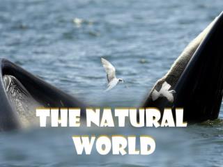 The Natural World