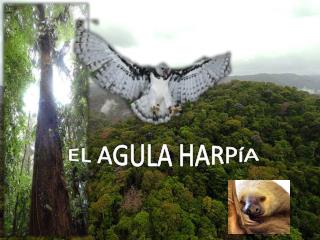 EL AGULA HARPíA