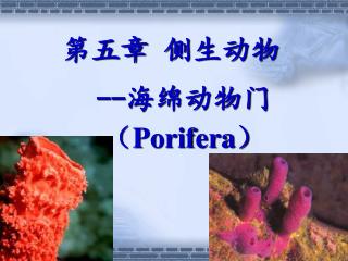 第五章 侧生动物 -- 海绵动物门 （ Porifera ）