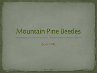 Mountain Pine Beetles