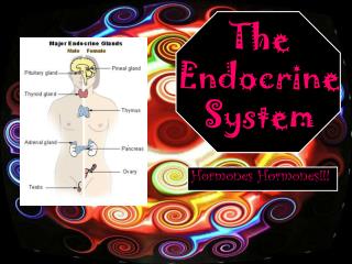 The Endocrine System