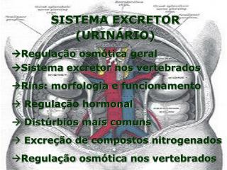 SISTEMA EXCRETOR (URINÁRIO)