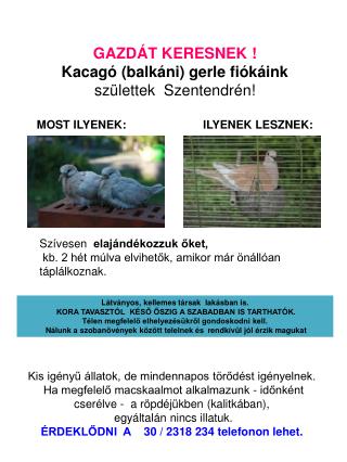 Szívesen elajándékozzuk őket, kb. 2 hét múlva elvihetők, amikor már önállóan táplálkoznak.