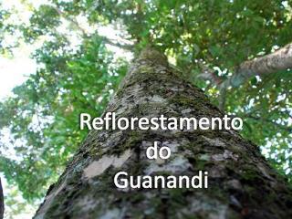 Reflorestamento do Guanandi