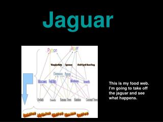This is my food web. I’m going to take off the jaguar and see what happens.