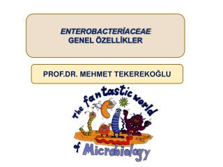 ENTEROBACTERİACEAE GENEL ÖZELLİKLER