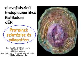 durvafelszínű-Endoplazmatikus Retikulum dER