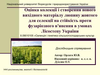 Автор: Орлата Ю.В. Науковий керівник: к. с.-г. н. Дупляк О.Т.