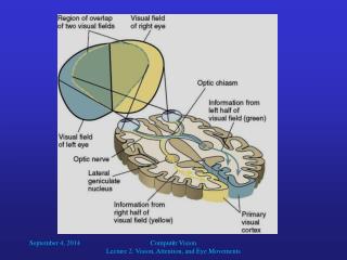 Stimuli in receptive field of neuron