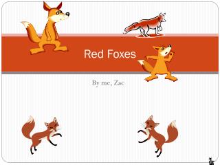 Red Foxes
