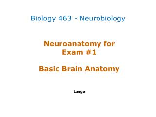 Neuroanatomy for Exam #1 Basic Brain Anatomy Lange