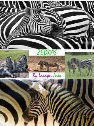 ZEBRAS