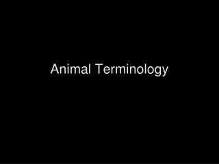 Animal Terminology