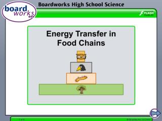 Food chains