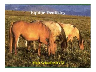 Equine Dentistry