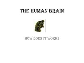 The Human Brain