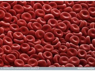 1. GLÓBULOS VERMELHOS DO SANGUE
