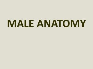 MALE ANATOMY