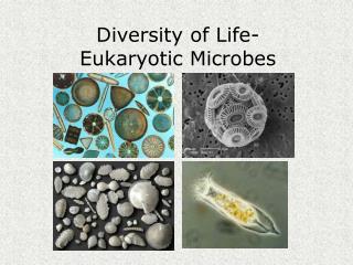 Diversity of Life- Eukaryotic Microbes