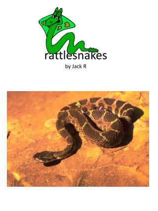 rattlesnakes by Jack R