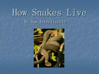 How Snakes Live