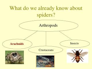 What do we already know about spiders?