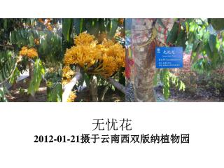 无忧花 2012-01-21 摄于云南西双版纳植物园