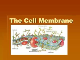 The Cell Membrane