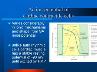 Action potential of cardiac contractile cells