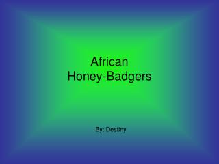 African Honey-Badgers