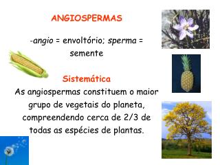 ANGIOSPERMAS - angio = envoltório; sperma = semente Sistemática