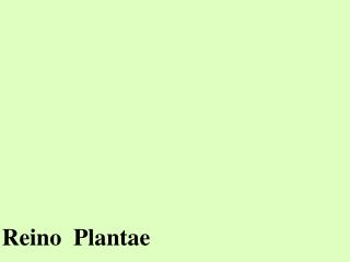 Reino Plantae