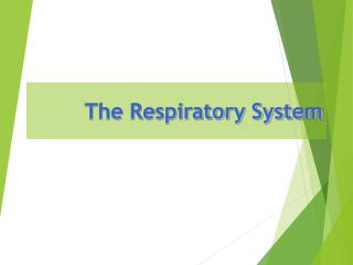 The Respiratory System