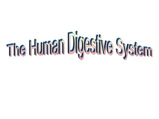 The Human Digestive System