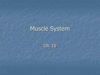 Muscle System