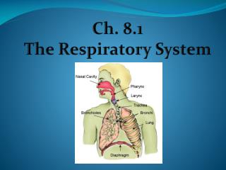 Ch. 8.1 The Respiratory System