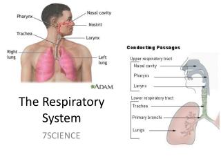 The Respiratory System