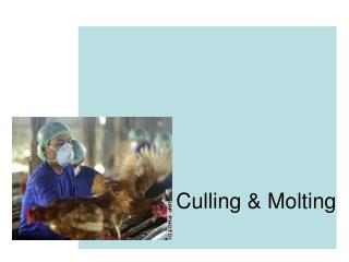 Culling &amp; Molting