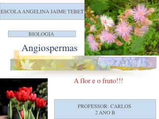 Angiospermas