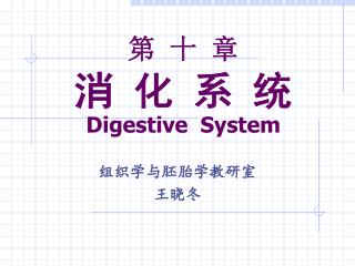 第 十 章 消 化 系 统 Digestive System