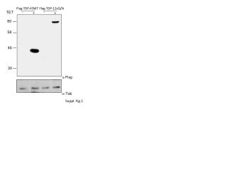 Suppl. Fig.1