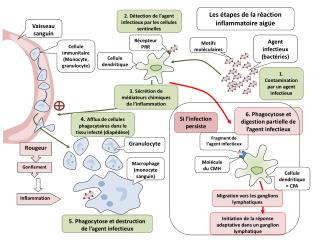 Initiation de la réponse adaptative dans un ganglion lymphatique