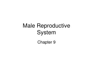 Male Reproductive System